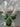 Christmas tree candle gifts